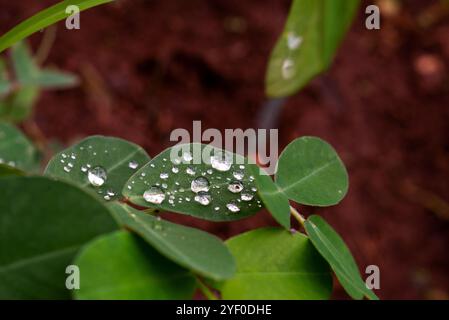 Gouttes de pluie sur les feuilles de noix - arachide (Arachis hypogaea ) - Kampala Ouganda Banque D'Images