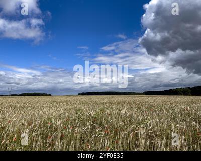 Champ de blé avec des pavots dans l'Eure, France. Banque D'Images