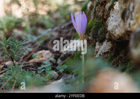 Fleur d'automne de safran sauvage Crocus serotinus à côté de roche avec mousse, Alcoy, Espagne Banque D'Images