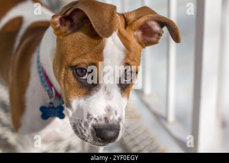 Chien mignon de pitbull brun et blanc mélange avec des oreilles souples paraissant timide. Mise au point sélective. Banque D'Images