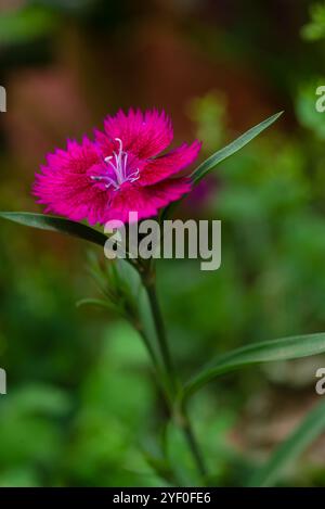 Fleur rose japonaise ( Dianthus chinensis ) Kampala Ouganda Banque D'Images