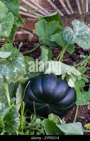 Courge 'Musquee de Provence' poussant dans le potager Banque D'Images