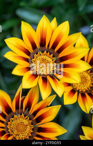 Gazania « magie » Banque D'Images