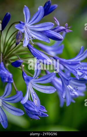 Agapanthus flower Banque D'Images