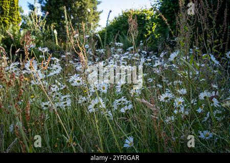 Daisies Ox-Eye, leucanthemum vulgare dans les prairies Banque D'Images