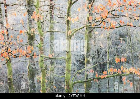 Les chênes recouverts de mousse avec des feuilles d'automne dorées créent une scène enchanteresse dans Little Druim Wood, recouverte de gel dans un pays des merveilles hivernales sereines Banque D'Images