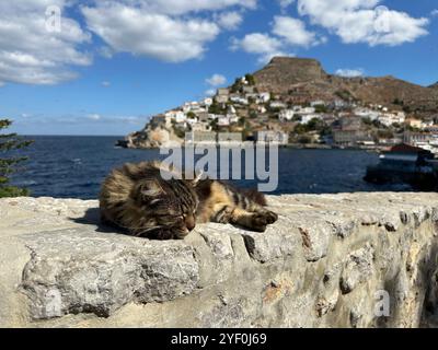 Chat tabby moelleux dormant sur un mur, Hydra Town, Hydra, Îles Saroniques, Grèce Banque D'Images