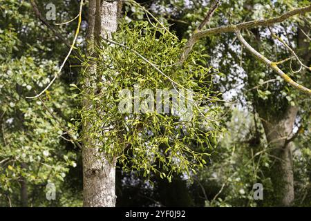 La plante parasite Mistletoe (Viscum album) poussant sur un peuplier. Banque D'Images