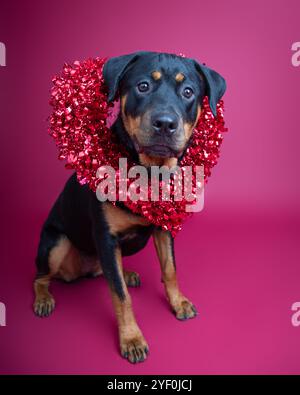 Portrait d'un rottweiler portant une couronne de coeur scintillant rouge autour de son cou Banque D'Images