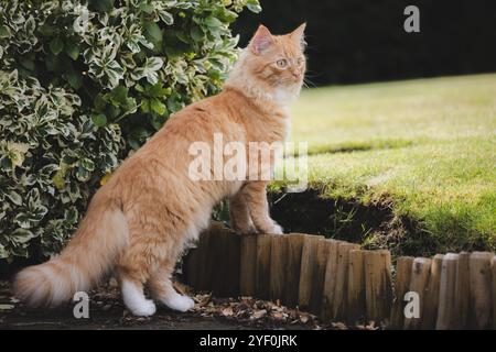 Un chat gingembre moelleux se tient en alerte dans la cour, explorant le jardin avec un regard vigilant et une curiosité ludique. Banque D'Images