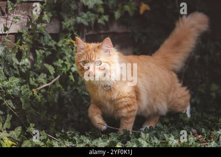 Un chat curieux au gingembre explore un jardin rempli de lierre, les yeux larges avec fascination pour les sites extérieurs. Banque D'Images