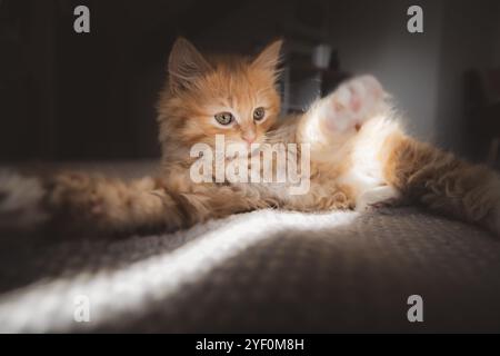 Un chaton tabby au gingembre ludique de 2 mois s'étend sur un tapis ensoleillé, entouré d'ombres douces à l'intérieur. Banque D'Images