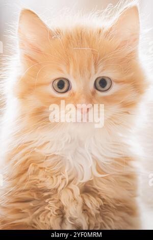 Portrait en gros plan d'un adorable chaton tabby au gingembre de 2 mois (felis catus) avec une fourrure moelleuse et de larges yeux, capturant son innocence et sa douceur. Banque D'Images