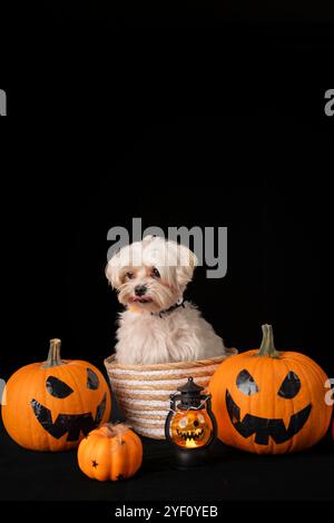 Portrait studio vertical d'un chiot maltais blanc dans un panier entouré de citrouilles et d'un fond effrayant. Banque D'Images