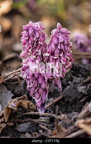 Floraison commune du moût dentaire Banque D'Images