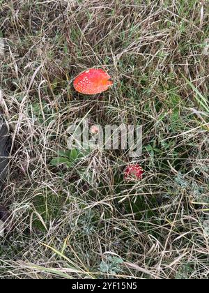 Amanita muscaria, mouche agarique dans l'herbe Banque D'Images