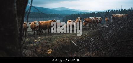 Groupe de vaches par jour nuageux et pluvieux Banque D'Images