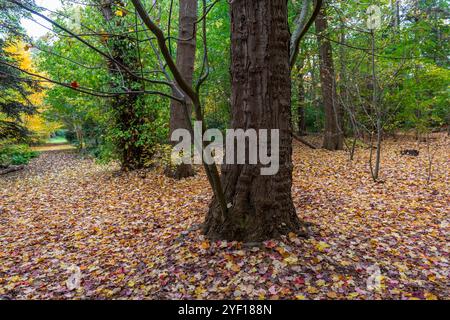 Arbre d'automne dans la forêt de Koekelare, Bruges, Belgique. Banque D'Images