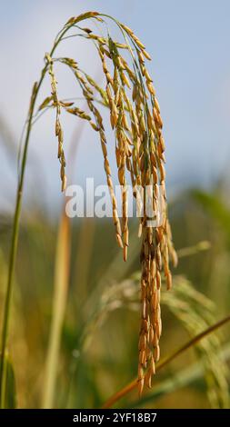 Plante de riz biologique montrant des épis de riz, des panicules et des enveloppes de grain. Riz des hautes terres. Aussi appelé riz sec. Cultivé dans des conditions sèches arrosées par la nature Banque D'Images