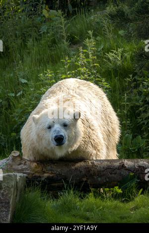 Un grand ours blanc blanc est couché dans l'herbe par une chaude journée ensoleillée. Banque D'Images