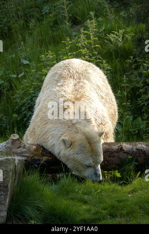 Un grand ours blanc blanc est couché dans l'herbe par une chaude journée ensoleillée. Banque D'Images