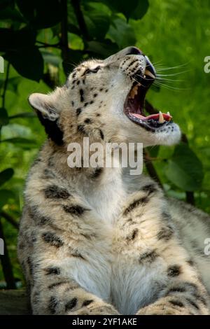 Gros plan de léopard des neiges avec bébé reposant sur un rocher Banque D'Images