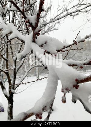 Branches enneigées d'arbres urbains après une forte chute de neige. Banque D'Images