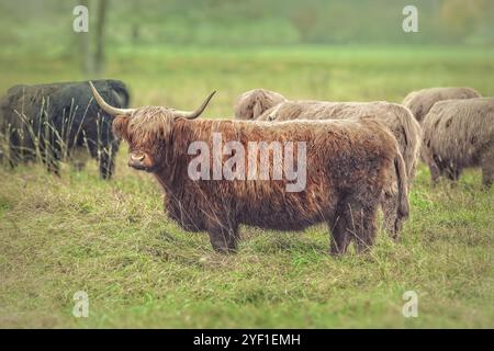 Belle vache montagneuse sur la prairie avec d'autres vaches Banque D'Images