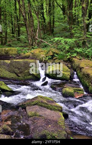 Golitha Falls, près de Liskeard, Cornouailles, est l'endroit où la rivière Fowey cascades sur une série de rochers à travers une ancienne forêt de chênes. Banque D'Images