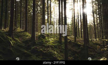 Le soleil brille magnifiquement à travers les arbres verdoyants dans le cadre paisible de la forêt, créant une scène naturelle magnifique Banque D'Images