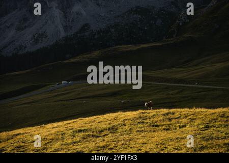 Une vache sereine se tient fièrement debout au sommet d'une colline luxuriante et herbeuse, avec des montagnes majestueuses qui s'élèvent magnifiquement en arrière-plan, créant un naturel époustouflant Banque D'Images