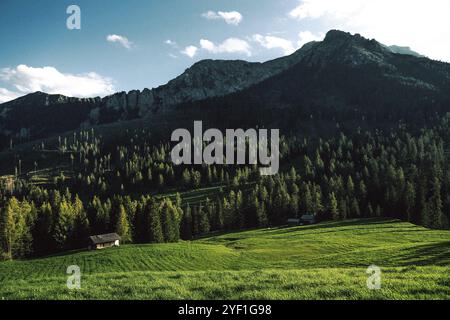 Niché au milieu d'une belle et vibrante forêt verdoyante, il y a une petite maison qui ajoute du charme au paysage Banque D'Images