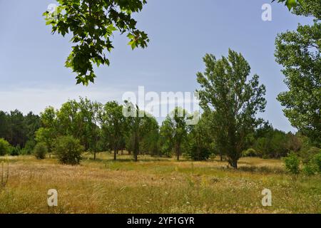 Un paysage serein avec un champ herbeux parsemé d'arbres sous un ciel bleu clair. Le premier plan comprend des feuilles vertes encadrant la scène, tandis que th Banque D'Images