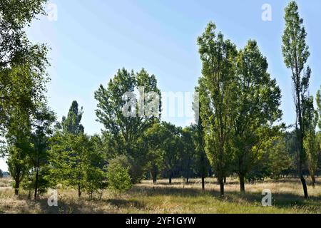 Un paysage serein avec de grands arbres verts dans un champ herbeux sous un ciel bleu clair. Banque D'Images