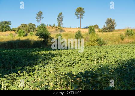 Un paysage serein avec un champ verdoyant de tournesols au premier plan, avec une colline en pente douce en arrière-plan. La colline est parsemée de Banque D'Images