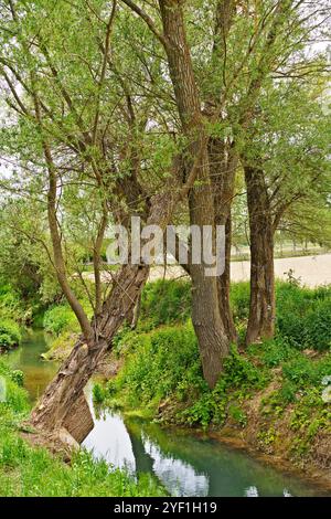 Vieille échelle en bois appuyée contre un arbre par un petit ruisseau dans une zone verdoyante. Banque D'Images