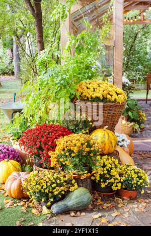 Fleurs de chrysanthèmes jaunes, roses et rouges et grandes citrouilles oranges créent une atmosphère d'automne charmante à l'extérieur dans le jardin avec des feuilles d'automne. Banque D'Images