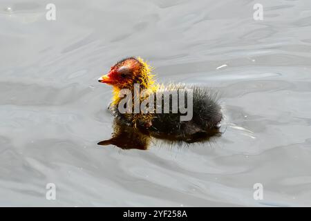 Eurasian Coot Chick, Fulica atra à Big Swamp, Bunbury, Australie occidentale, Australie Banque D'Images