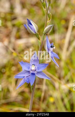 Thelymitra macrophylla, orchidée de soleil parfumée Banque D'Images