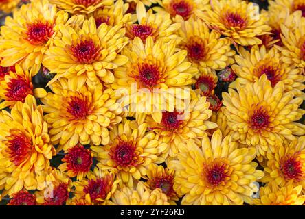 Plante en fleurs Chrysanthemum Multiflora avec des fleurs jaunes et rouges vives comme fond d'automne floral. Vue de dessus Banque D'Images