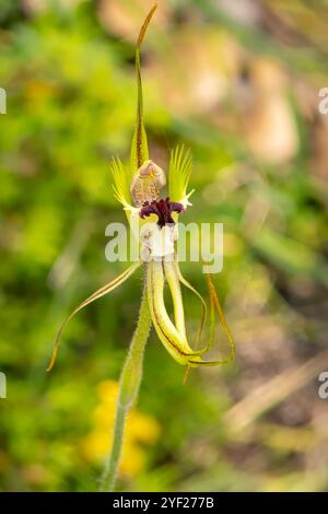 Caladenia attingens, orchidée Forest Mantis Banque D'Images