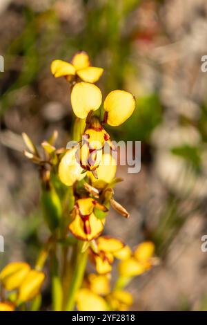 Diuris decmentum, orchidée d'abeille commune Banque D'Images