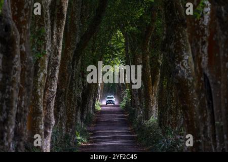 Alameda dos Platanos est une avenue de chemin de terre avec de beaux platanes à Nossa Senhora dos Remédios, le côté est de l'île de Sao Miguel, aux Açores. Banque D'Images