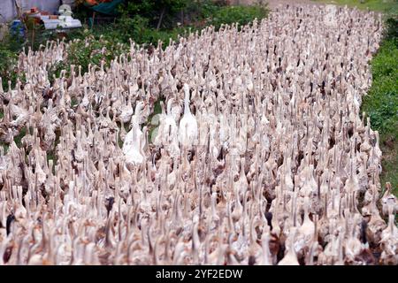 Beaucoup de canards au vietnam, concept de ferme industrielle. Beaucoup de canards au vietnam, concept de ferme industrielle 016830 144 Banque D'Images