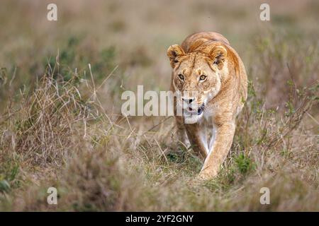 Une lionne marche vers vous à travers une longue herbe, une disposition horizontale, un angle bas et les yeux vers l'avant, Masai Mara, Kenya, Afrique de l'est Banque D'Images