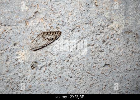 Goiania, Goias, Brésil – 31 octobre 2024 : une aile de cigale trouvée sur le sol en béton. Banque D'Images