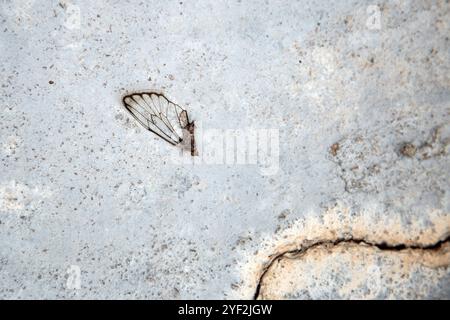 Goiania, Goias, Brésil – 31 octobre 2024 : une aile de cigale trouvée sur le sol en béton. Banque D'Images