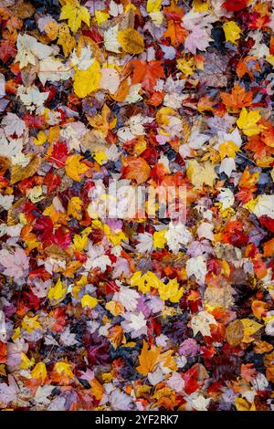 Patch de feuilles de différentes couleurs sur le sol pendant la saison d'automne. Banque D'Images