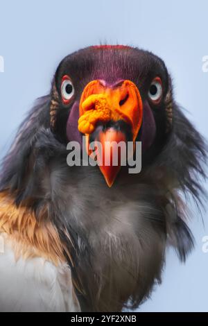 Visage de roi Vulture (Sarcoramphus papa) - oiseau de proie Banque D'Images