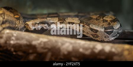 Serpent constricteur Boa (Boa constrictor) Banque D'Images